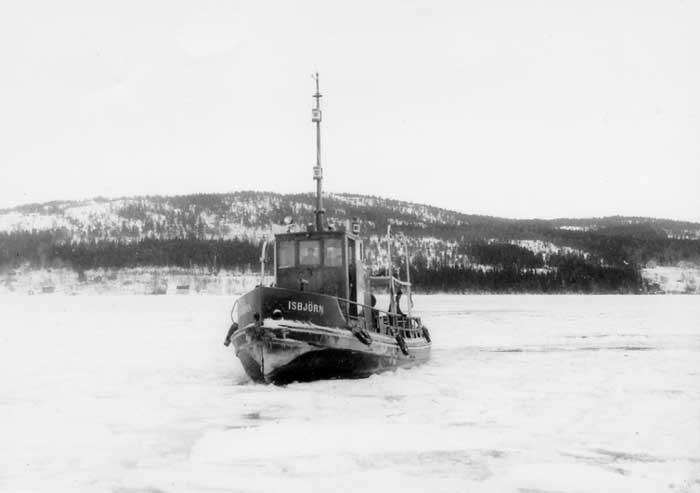 Isbjörn