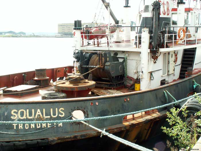 Squalus