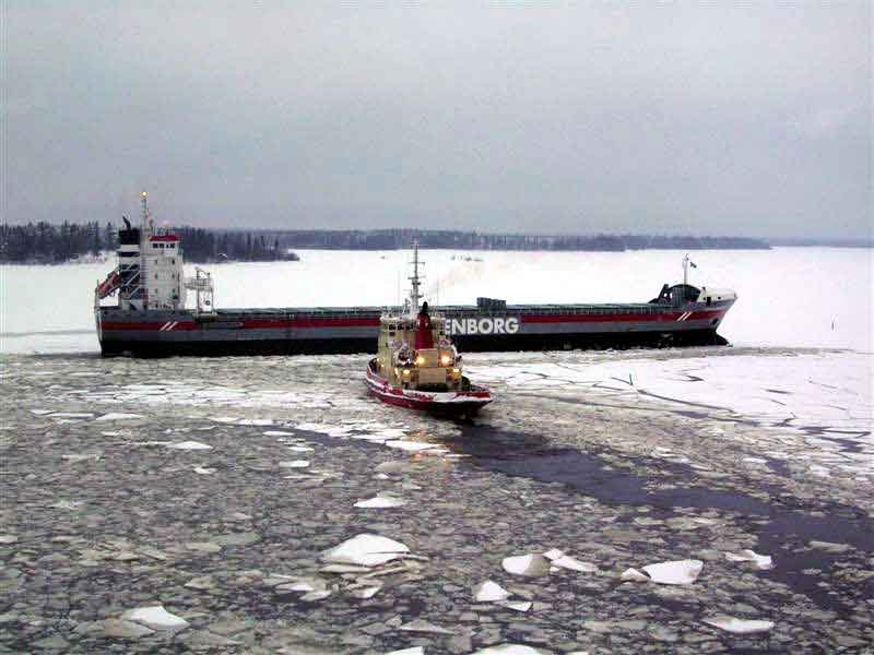 Viscaria