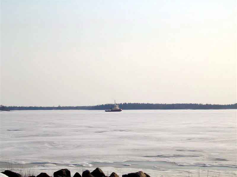 Viscaria