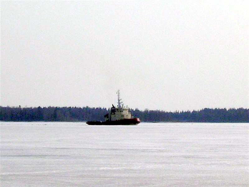 Viscaria