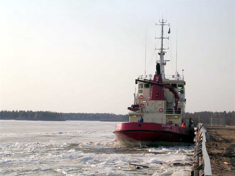 Viscaria