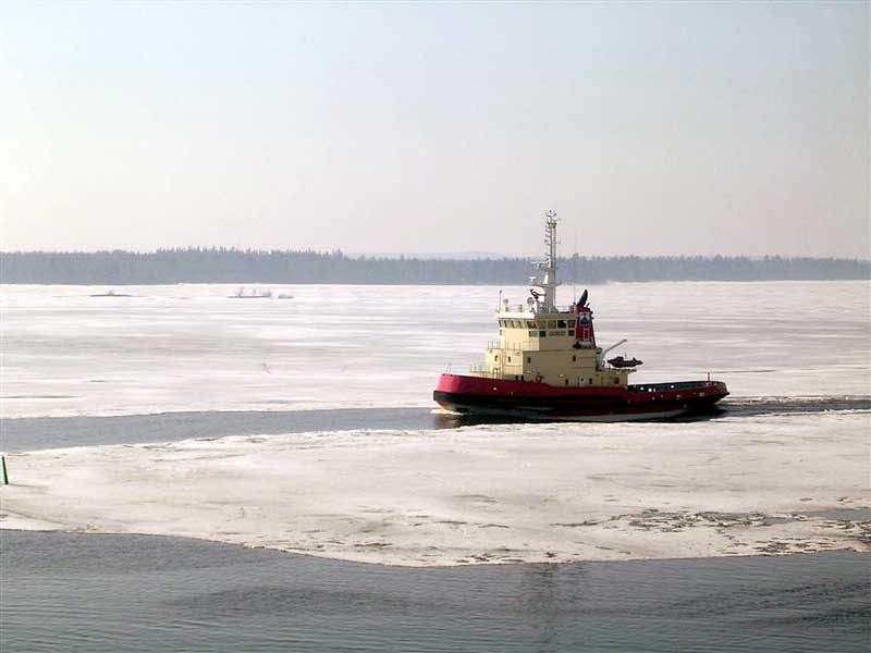 Viscaria