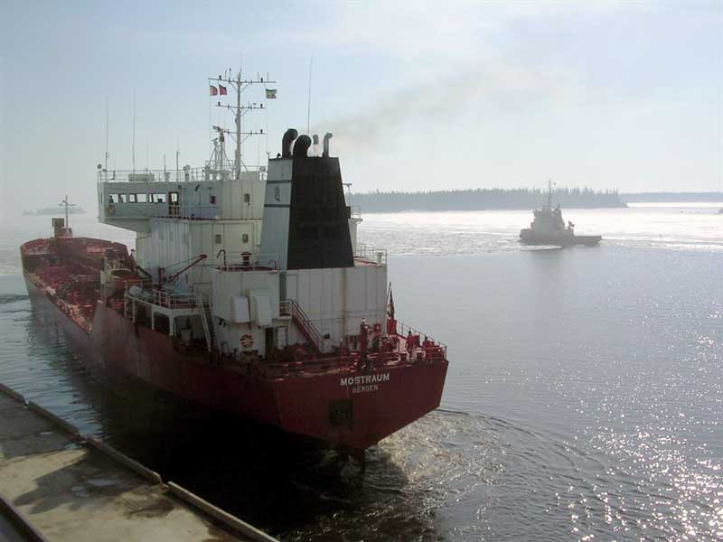 Viscaria