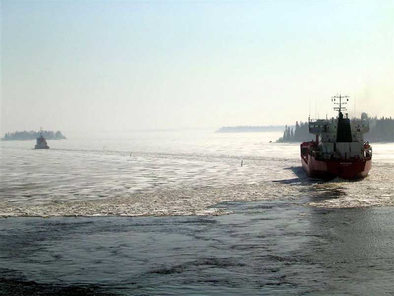 Viscaria